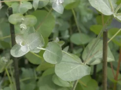 Eucalyptus Gunnii, Mostgummi-Eukalyptus