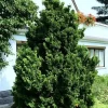 Chamaecyparis Obtusa 'Nana Gracilis', Kleine Muschelzypresse