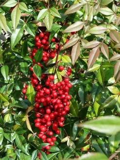 Nandina Domestica 'Fire Power', Himmelsbambus
