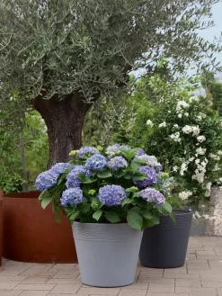 Pflanzkübel Napoli -Gartenpflanzen Verkauf napoli stimmung 1280x1280