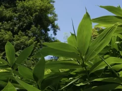 Sasa Palmata 'Nebulosa', Niedriger Großblattbambus 7 Sasa Palmata 'Nebulosa', Niedriger Großblattbambus -Gartenpflanzen Verkauf niedriger grossblattbambus 1280x1280