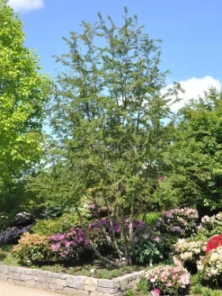 Nothofagus Antarctica, Scheinbuche