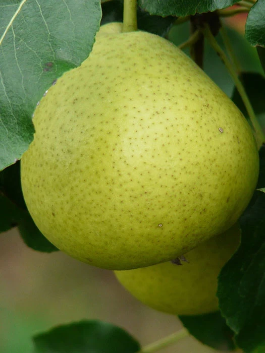 Birne Oberösterreicher Weinbirne, Mostbirne 1 Birne Oberösterreicher Weinbirne, Mostbirne