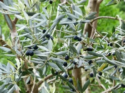 Olea Europaea, Olive -Gartenpflanzen Verkauf olea europaea pflanze5c1ca8668430a 1280x1280