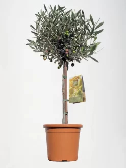 Olea Europaea, Oliven-Stämmchen