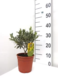 Olea Europaea, Olive