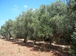 Olea Europaea, Olive -Gartenpflanzen Verkauf olivenbaum5c1ca8678ae90 1280x1280