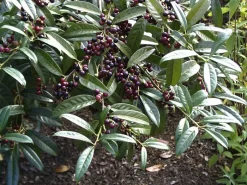 Prunus Laurocerasus 'Otto Luyken', Kirschlorbeer -Gartenpflanzen Verkauf otto luyken beeren 1280x1280