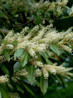 Prunus Laurocerasus 'Otto Luyken', Kirschlorbeer