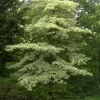 Cornus Controversa 'Variegata'