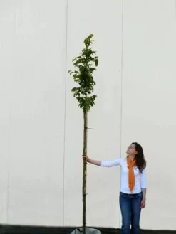 Parrotia Persica, Persischer Eisenholzbaum - Hochstamm -Gartenpflanzen Verkauf parrotia persica hochstamm 1280x1280