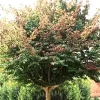 Parrotia Persica, Persischer Eisenholzbaum - Hochstamm