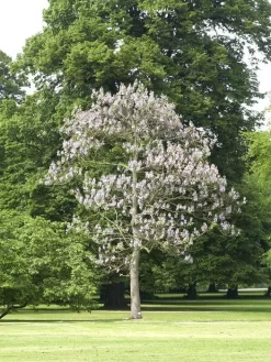 Paulownia Tomentosa, Blauglockenbaum