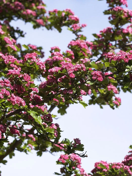 Crataegus Laevigata 'Paul's Scarlet', Echter Rotdorn 1 Crataegus Laevigata 'Paul's Scarlet', Echter Rotdorn