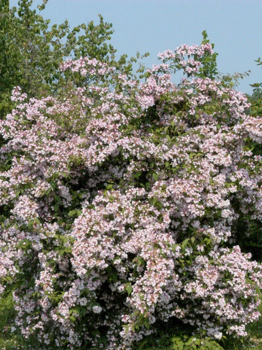 Kolkwitzia Amabilis, Kolkwitzie, Perlmuttstrauch 1 Kolkwitzia Amabilis, Kolkwitzie, Perlmuttstrauch