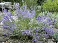 Gartenpflanzen Verkauf -Gartenpflanzen Verkauf perovskia abrotanoides 1280x1280