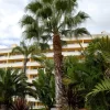 Washingtonia Robusta, Petticoatpalme