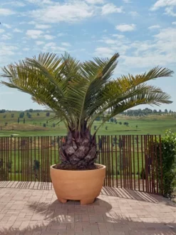 Pflanzkübel Megalos - XXL-Produkt 5 Pflanzkübel Megalos - XXL-Produkt -Gartenpflanzen Verkauf pflanzkuebel megalos 1280x1280