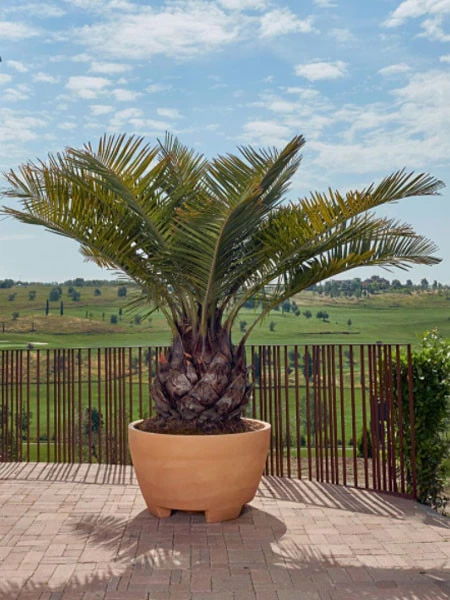 Pflanzkübel Megalos - XXL-Produkt 3 Pflanzkübel Megalos - XXL-Produkt – Bild 3