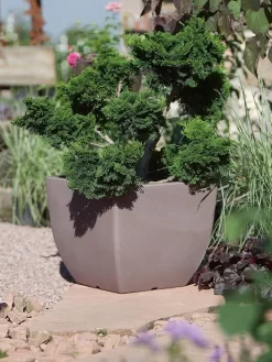 Pflanztopf Ravenna -Gartenpflanzen Verkauf pflanztopf ravenna stimmung 1280x1280