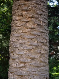 Kanarische Dattelpalme, Phoenix Canariensis -Gartenpflanzen Verkauf phoenix palme stamm 1280x1280