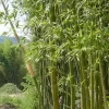 Phyllostachys Decora, 'Schöner' Bambus, Pracht-Bambus