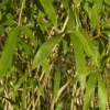 Phyllostachys Flexuosa, Lieblicher Bambus
