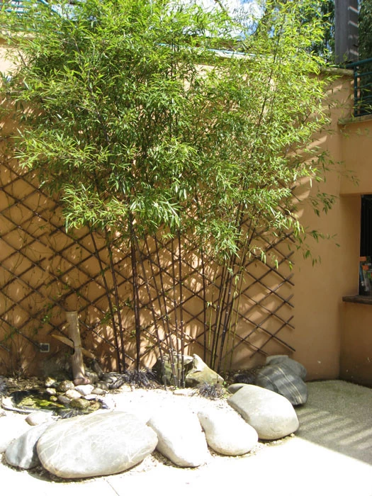 Phyllostachys Nigra Punctata, Schwarzrohrbambus 1 Phyllostachys Nigra Punctata, Schwarzrohrbambus