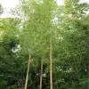 Phyllostachys Aureosulcata 'Spectabilis', Zickzack-Bambus
