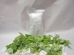 PhytoAmbly-Mix - Raubmilben-Mischung (Art.Nr. KB2038) 5 PhytoAmbly-Mix - Raubmilben-Mischung (Art.Nr. KB2038) -Gartenpflanzen Verkauf phyto ambly mix 1280x1280