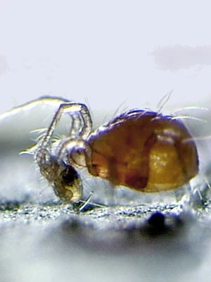 PhytoAmbly-Mix - Raubmilben-Mischung (Art.Nr. KB2038) 2 PhytoAmbly-Mix - Raubmilben-Mischung (Art.Nr. KB2038) – Bild 2