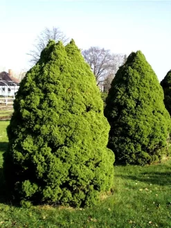 Picea Glauca 'Conica', Zuckerhut-Fichte