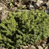 Picea Abies 'Little Gem', Kugel-Fichte, Kissen-Fichte