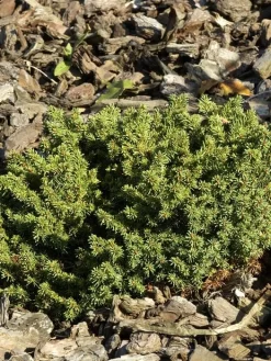 Picea Abies 'Little Gem', Kugel-Fichte, Kissen-Fichte