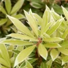 Pieris Japonica 'Variegata', Weissbuntes Schattenglöckchen