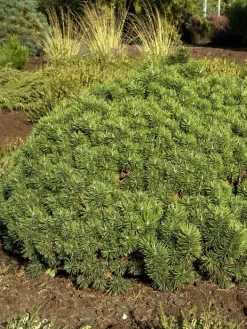 Pinus Mugo 'Mini Mops', Kugel-Kiefer