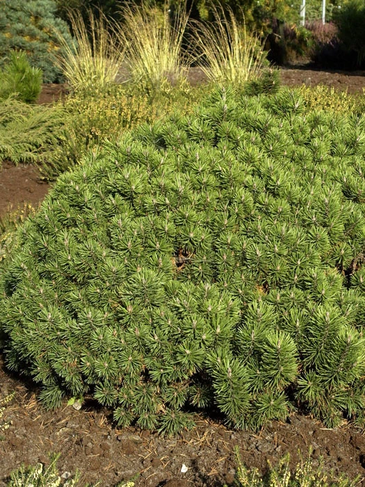 Pinus Mugo 'Mini Mops', Kugel-Kiefer 1 Pinus Mugo 'Mini Mops', Kugel-Kiefer