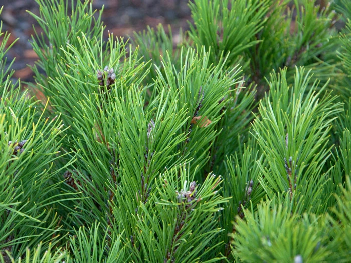 Pinus Mugo Pumilio, Zwerg-Latsche 2 Pinus Mugo Pumilio, Zwerg-Latsche – Bild 2