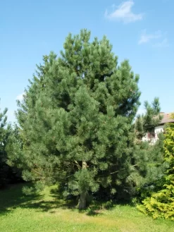 Pinus Nigra Austriaca, Österreichische Schwarz-Kiefer 5 Pinus Nigra Austriaca, Österreichische Schwarz-Kiefer -Gartenpflanzen Verkauf pinus nigra austriaca 1280x1280