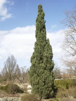 Pinus Sylvestris 'Fastigiata', SĂ€ulen-Kiefer