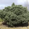 Pinus Sylvestris 'Watereri', Silberkiefer