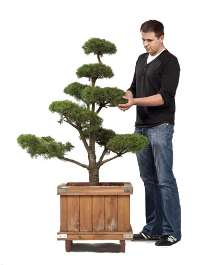 Pinus sylvestris - Bonsai, XXL-Produkt 1 Pinus sylvestris - Bonsai, XXL-Produkt