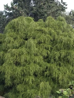 Chamaecyparis Pisifera 'Filifera Nana', Grüne Zwerg-Fadenzypresse