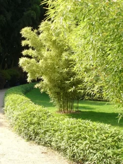 Pleioblastus Viridistriatus 'Vagans' (Sasaella Ramosa), WeichblÀttriger Zwergbambus