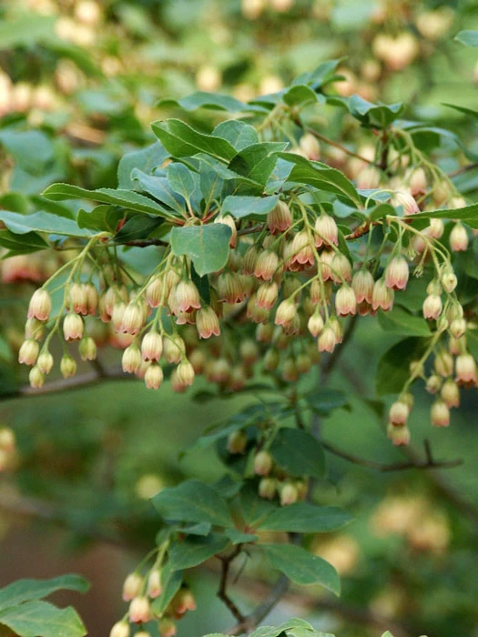 Enkianthus Campanulatus, Prachtglocke 1 Enkianthus Campanulatus, Prachtglocke