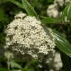 Viburnum 'Pragense', Prager Schneeball
