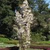 Prunus Serrulata 'Amanogawa', Säulenzierkirsche