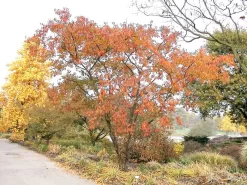 Prunus Subhirtella 'Autumnalis', Schneekirsche 7 Prunus Subhirtella 'Autumnalis', Schneekirsche -Gartenpflanzen Verkauf prunus autumnalis 1280x1280