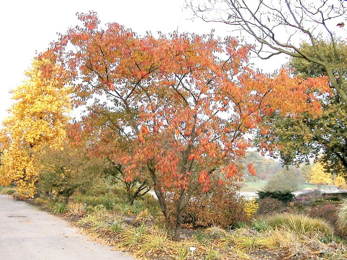 Prunus Subhirtella 'Autumnalis', Schneekirsche 4 Prunus Subhirtella 'Autumnalis', Schneekirsche – Bild 4