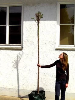 Prunus Fruticosa 'Globosa', Kugel-Kirsche - Hochstamm -Gartenpflanzen Verkauf prunus globosa hochstamm 1280x1280